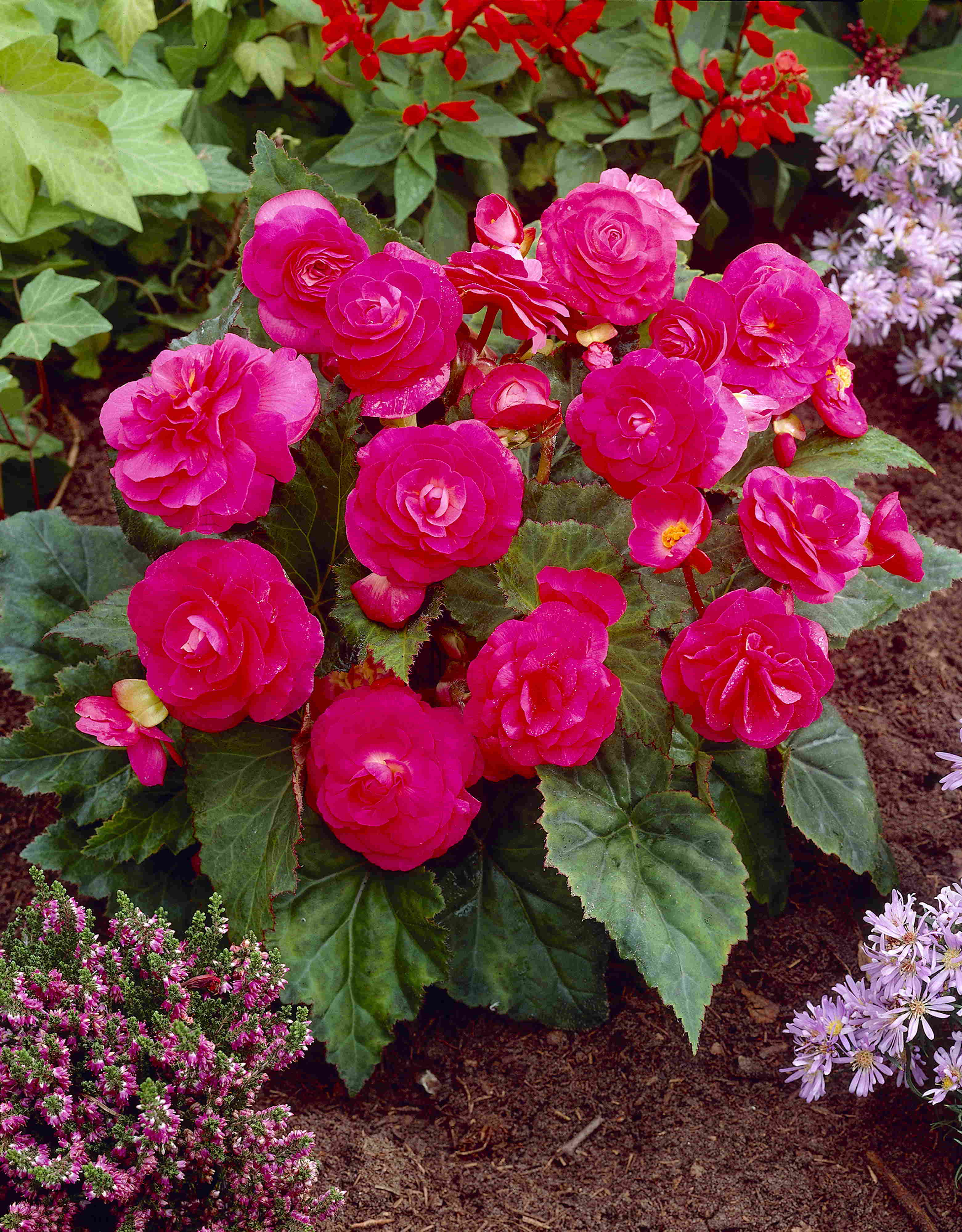 Multiflora roze